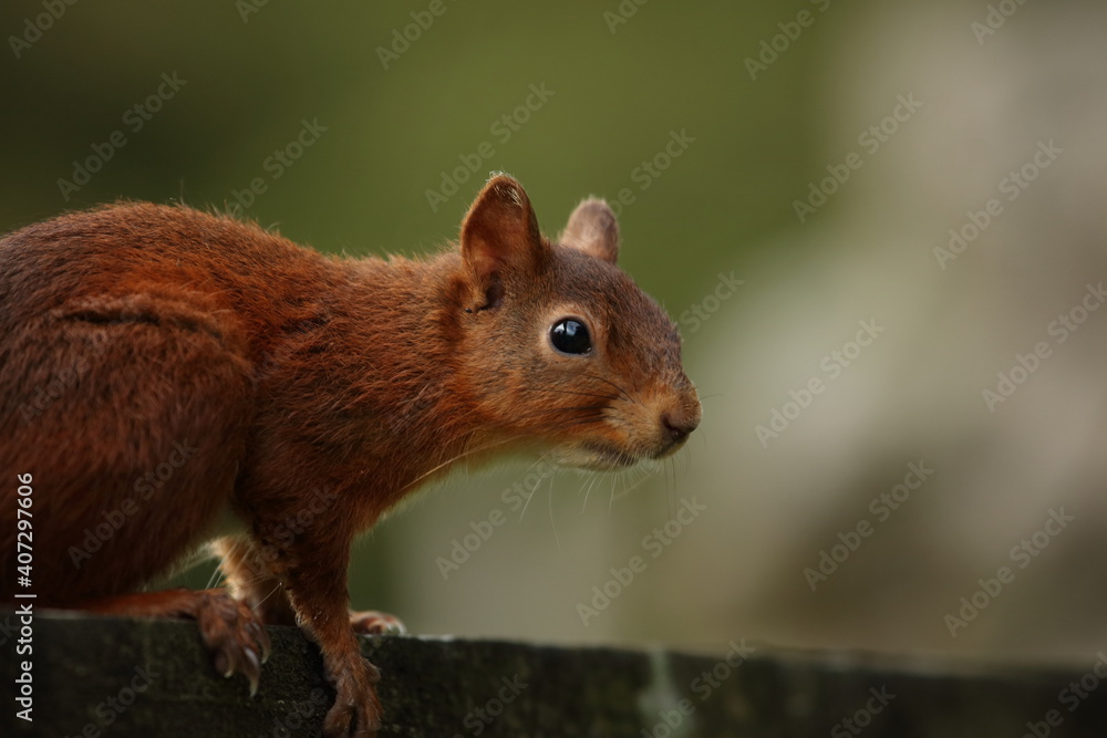 red squirrel red squirrel