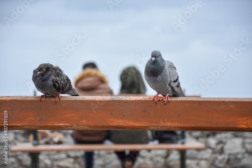 Pair of pigeons standing on wooden bench.