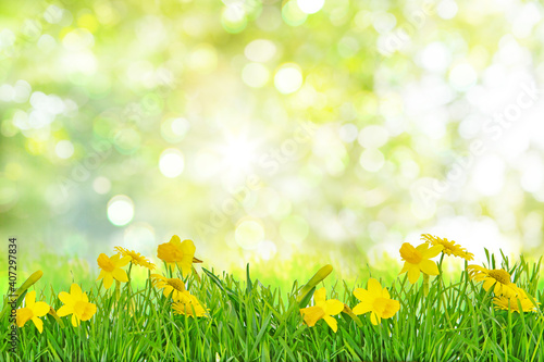 Fototapeta Naklejka Na Ścianę i Meble -  Bright and colorful flowers of daffodils on the background of the spring landscape with green soft bokeh.