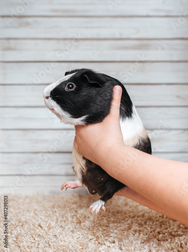 Children's hands hold a funny tricolor guinea pig over the carpet on a wooden background. Pet care concept.
