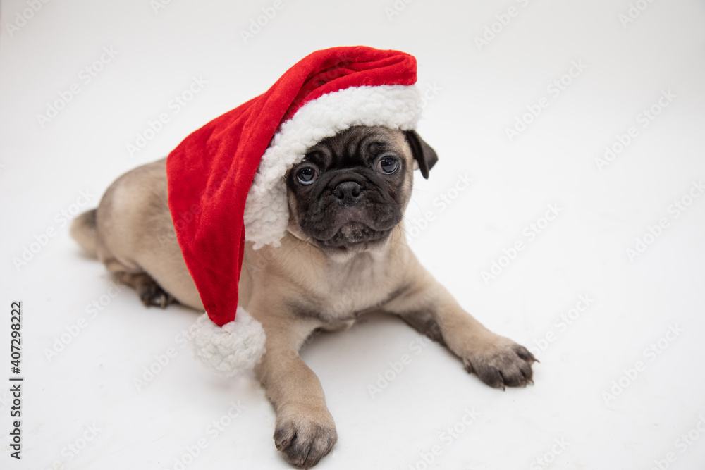 Cute pug puppy wearing a red and white santa hat on a white background