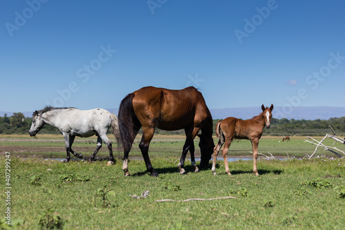 Horses feeding in green fields © Mauro