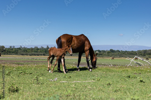 Horses feeding in green fields