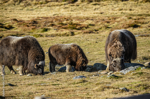 musk ox in norway in dovrefjell relaxing in autumn © Fridimedia
