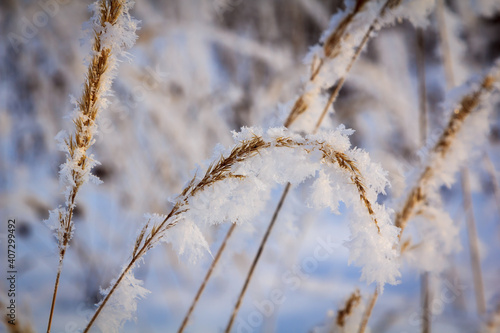 Spikelets and branches covered with frost and fluffy snowflakes in a meadow, on a sunny day at sunset. Close-up. Season of the year, winter time