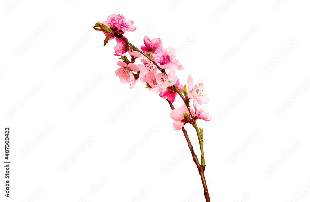 Obraz premium Cherry blossom, sakura flowers