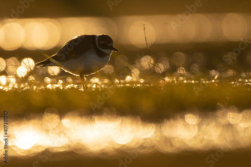 Plover with afternoom llights and shines. photo