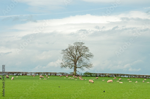 Sheep grazing in a springtime meadow in England.