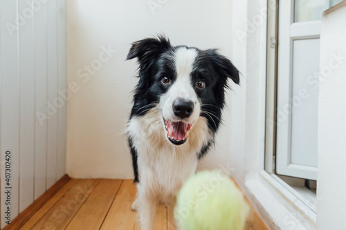 Funny portrait of cute smiling puppy dog border collie holding toy ball in mouth. New lovely member of family little dog at home playing with owner. Pet activity and games at home concept. © Юлия Завалишина