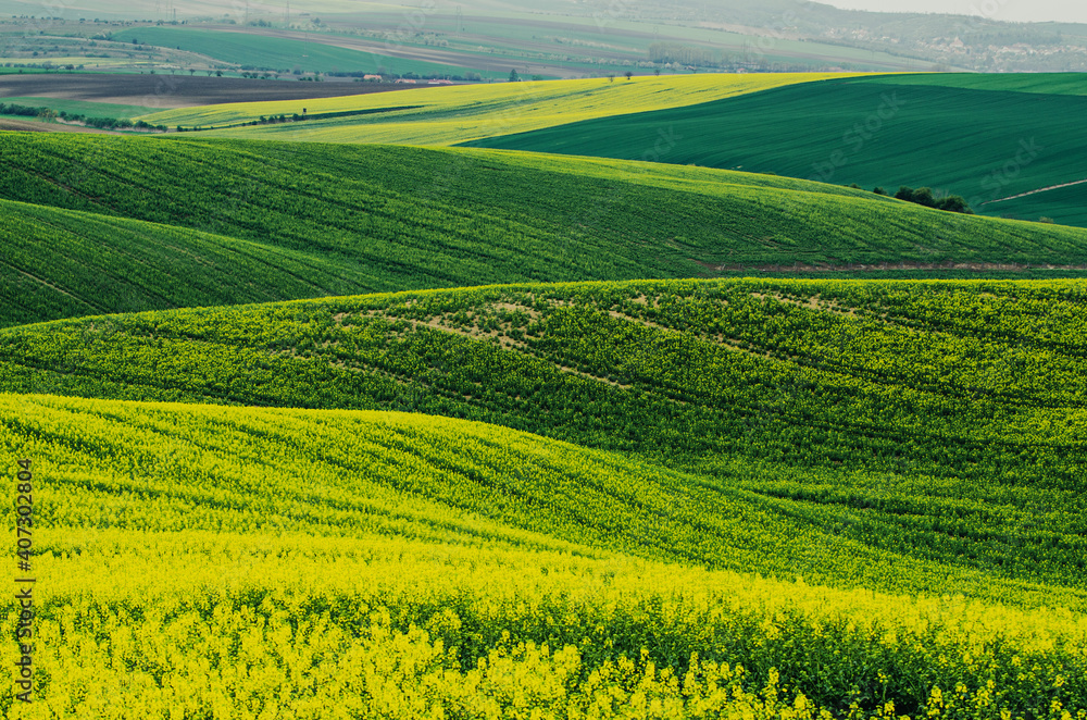 Rapeseed yellow green field in spring