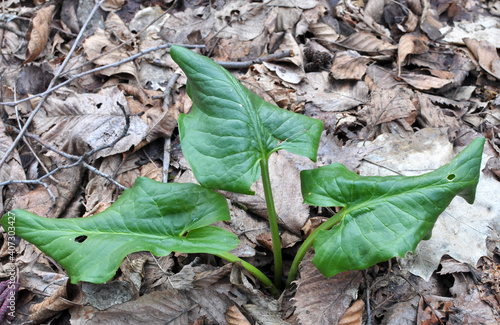 Arum (Arum besserianum) grows in the forest in spring. photo