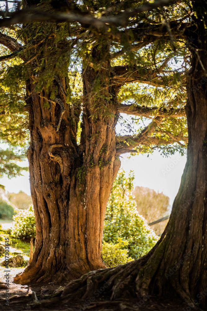 Obraz premium Plano entero de Tejo