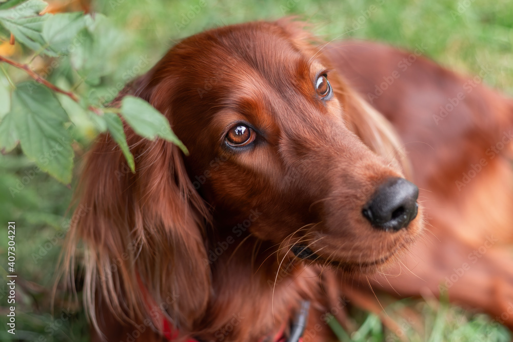 Beautiful close up portrait of red irish setter breed dog face at nature Beautiful close up portrait of red irish setter breed dog face at nature