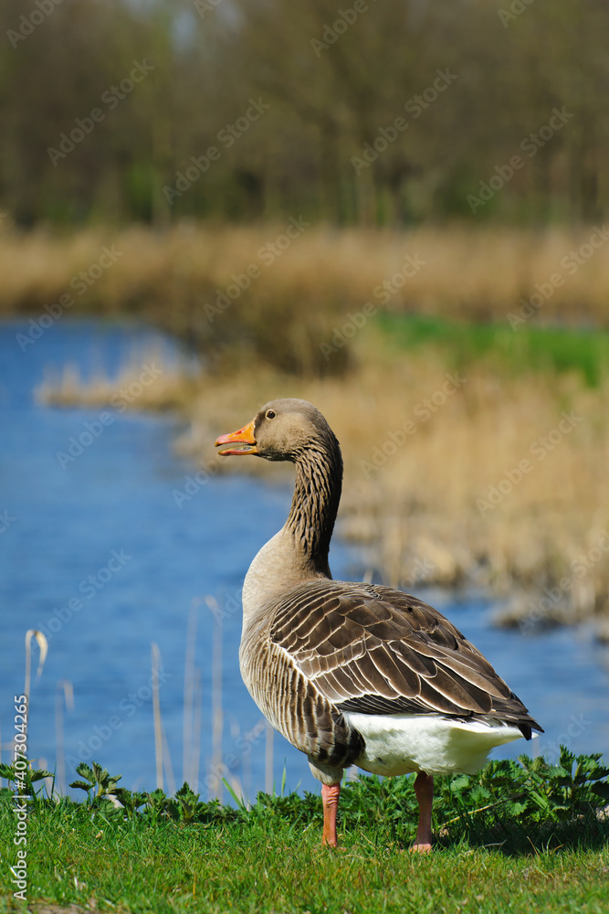 Fototapeta premium Alert adult gray goose by the water, the Netherlands