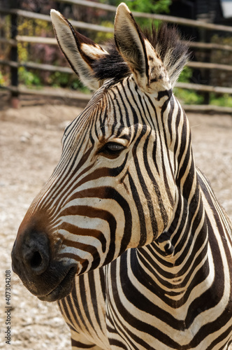Portrait of Hartmann s mountain zebra head close up