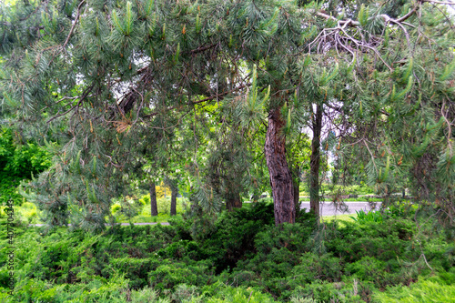 spruce in the old forest