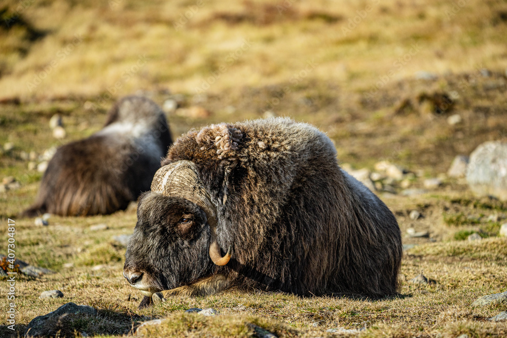 musk ox in norway in dovrefjell relaxing in autumn musk ox in norway in dovrefjell relaxing in autumn