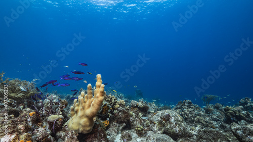 Fototapeta Naklejka Na Ścianę i Meble -  Seascape in turquoise water of coral reef in Caribbean Sea, Curacao with fish, coral and sponge