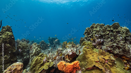 Seascape in turquoise water of coral reef in Caribbean Sea, Curacao with fish, coral and sponge