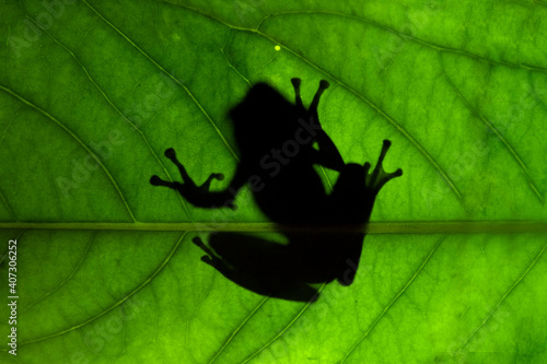 Frog silhouette on leaf