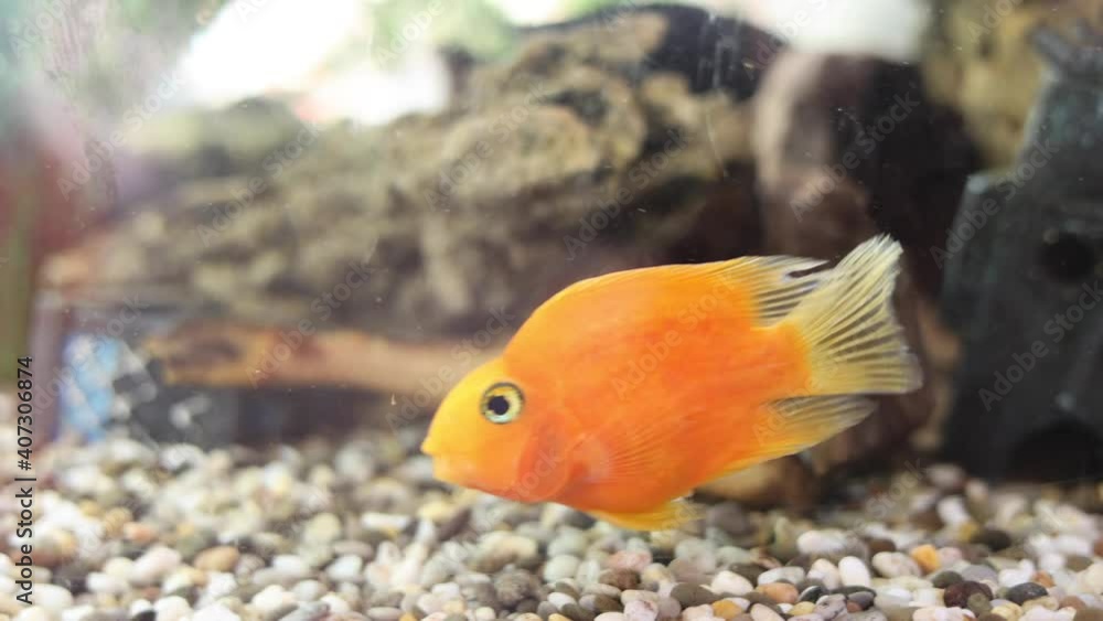 golden decorative fish in an aquarium on a background of green underwater plants and stones golden decorative fish in an aquarium on a background of green underwater plants and stones