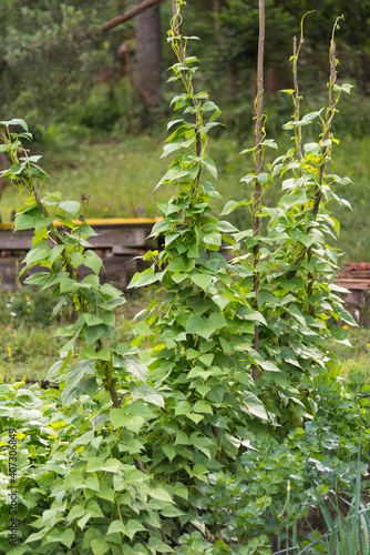 Kidney beans seedbed growing on farm. Patch of green plants of kidney bean (Phaseolus vulgaris) in homemade garden. Organic farming, healthy food, BIO viands, back to nature concept.