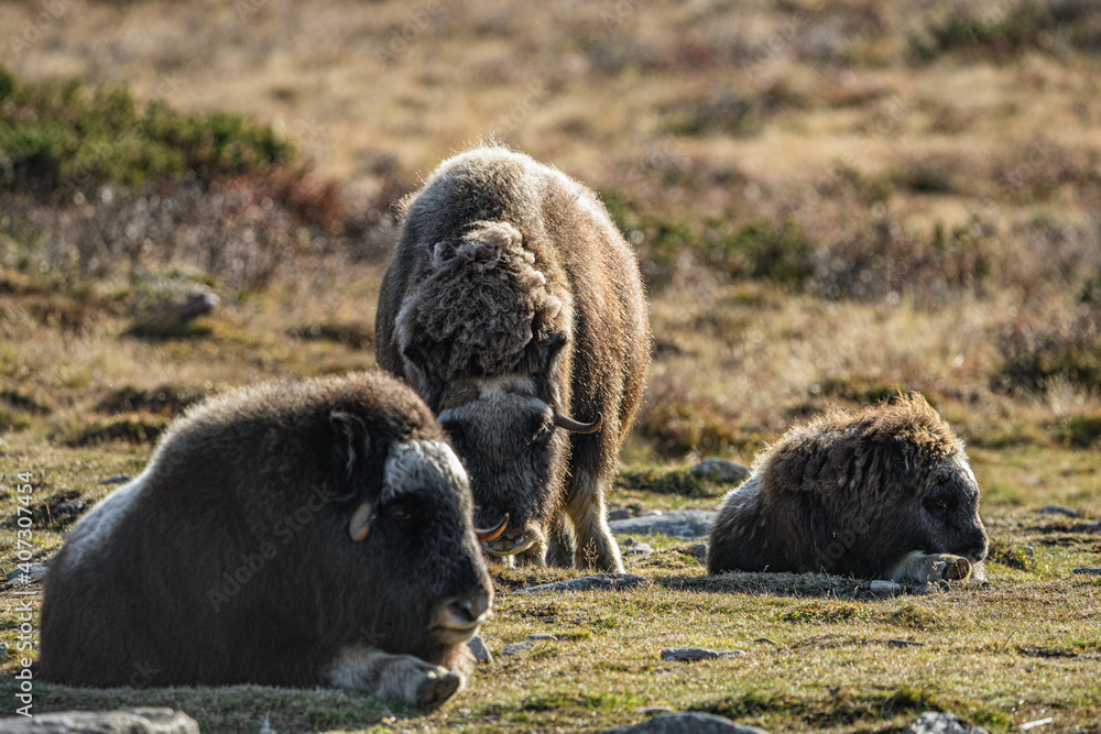 musk ox in norway in dovrefjell relaxing in autumn