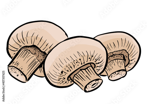 Champignon mushroom hand drawn vector illustration set. S