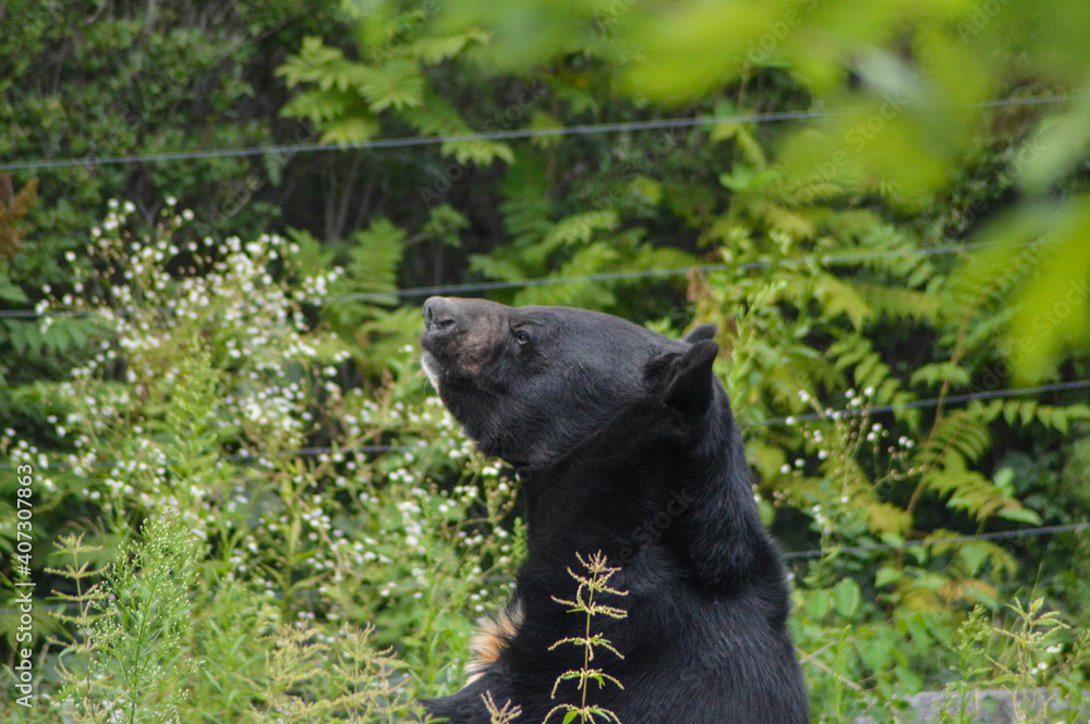 Alone bear in the woods Alone bear in the woods