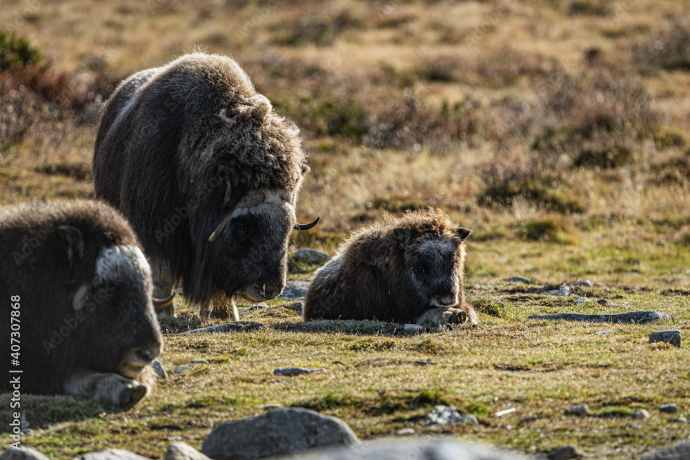 musk ox in norway in dovrefjell relaxing in autumn musk ox in norway in dovrefjell relaxing in autumn