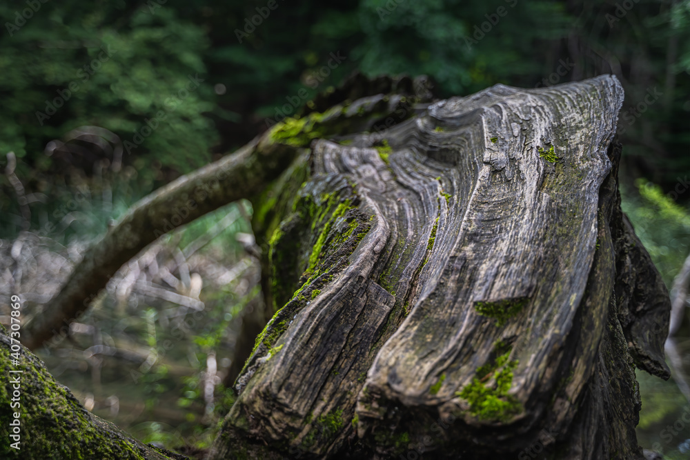 Large tree trunk or stump, aged and covered in moss with blurred background. Plitvice Lakes National Park UNESCO World Heritage Large tree trunk or stump, aged and covered in moss with blurred background. Plitvice Lakes National Park UNESCO World Heritage