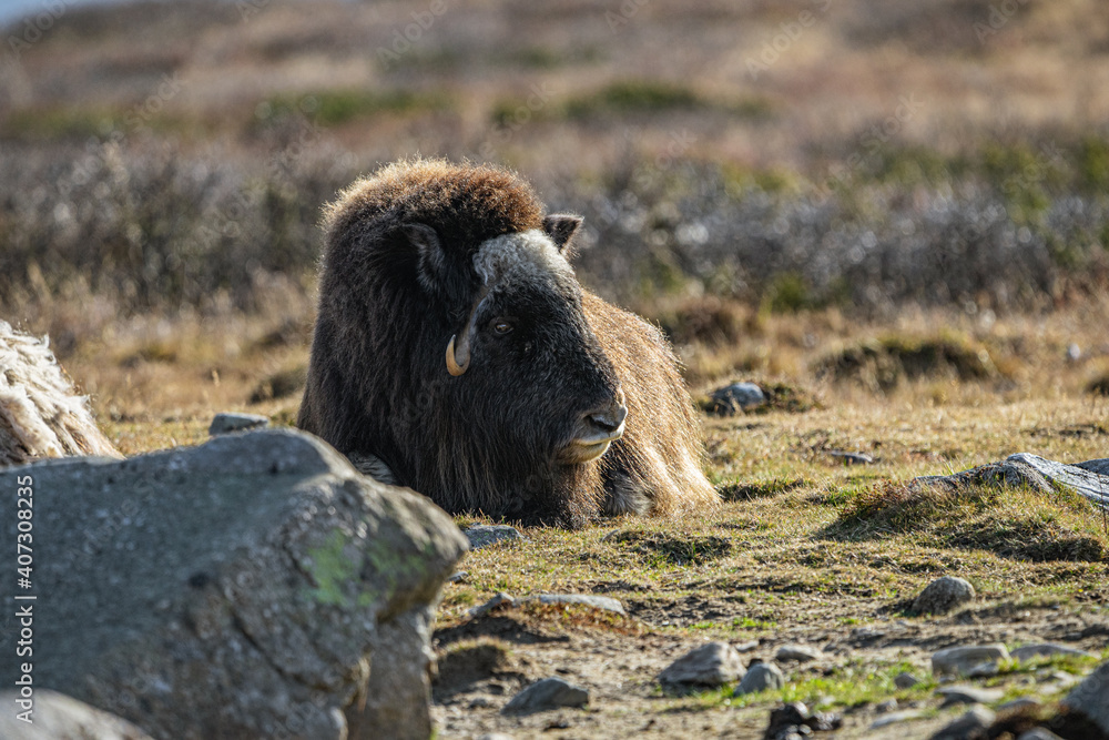 Fototapeta premium musk ox in norway in dovrefjell relaxing in autumn