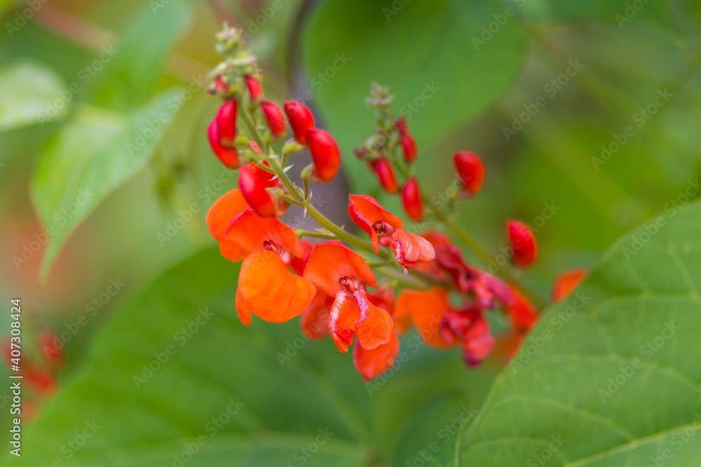 Detail of red flowers of kidney bean (Phaseolus coccineus) blooming on green plants in homemade garden. Macro close-up. Organic farming, healthy food, BIO viands, back to nature concept. Detail of red flowers of kidney bean (Phaseolus coccineus) blooming on green plants in homemade garden. Macro close-up. Organic farming, healthy food, BIO viands, back to nature concept.