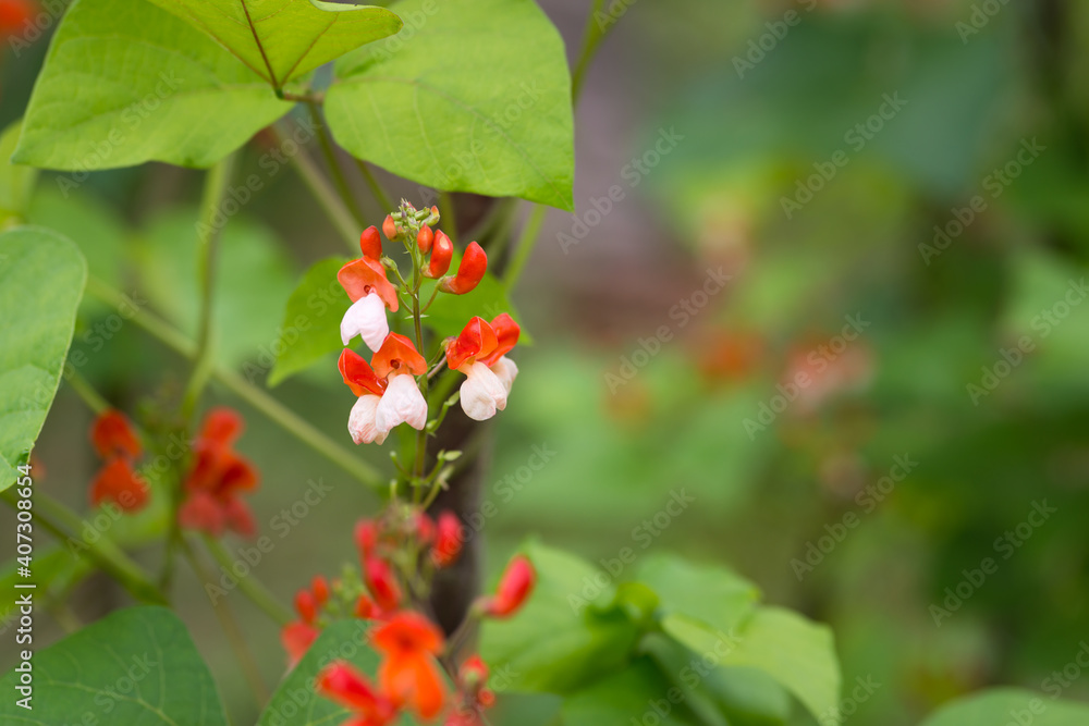Detail of red and white flowers of kidney bean (Phaseolus coccineus) blooming on green plants in homemade garden. Macro close-up. Organic farming, healthy food, BIO viands, back to nature concept. Detail of red and white flowers of kidney bean (Phaseolus coccineus) blooming on green plants in homemade garden. Macro close-up. Organic farming, healthy food, BIO viands, back to nature concept.