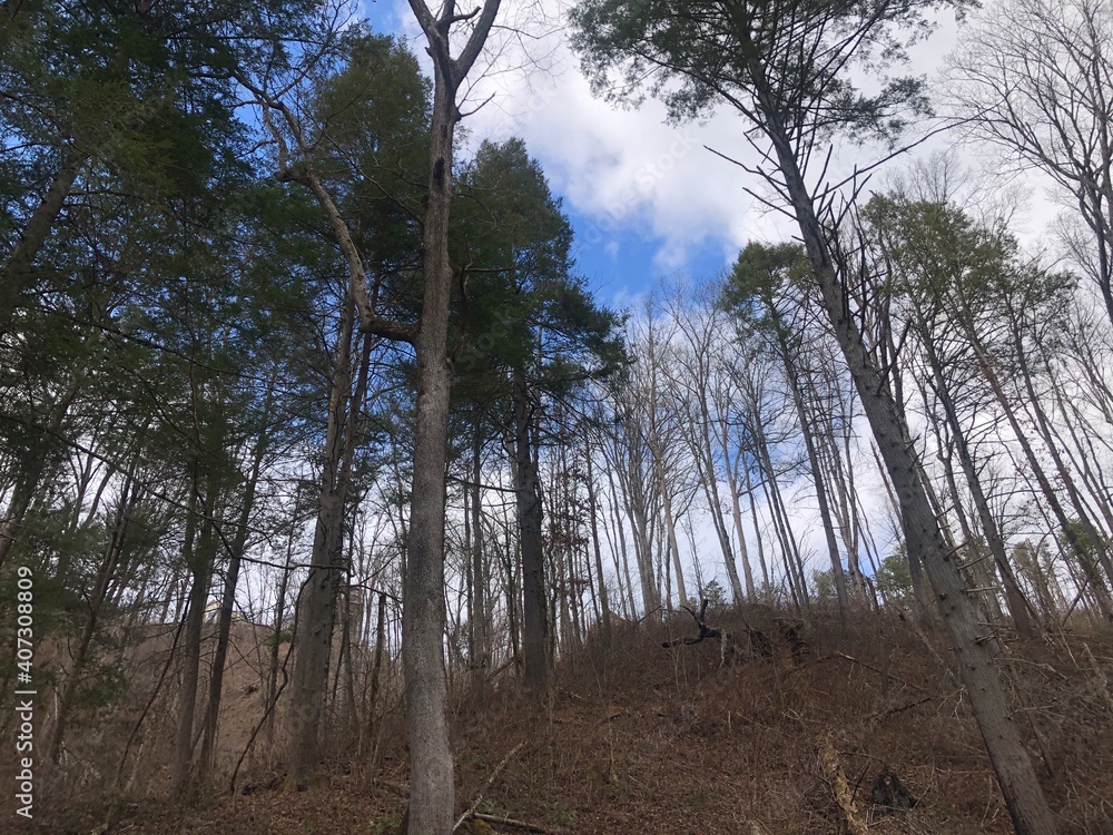 Obraz premium trees in the forest