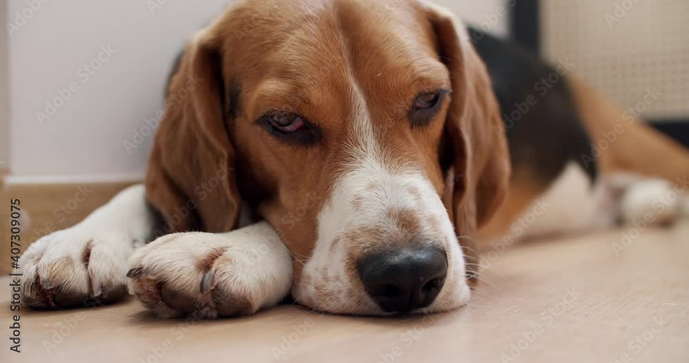 A purebred beagle dog lies on the floor at home and falls asleep. Resting after a walk. High quality 4k footage A purebred beagle dog lies on the floor at home and falls asleep. Resting after a walk. High quality 4k footage