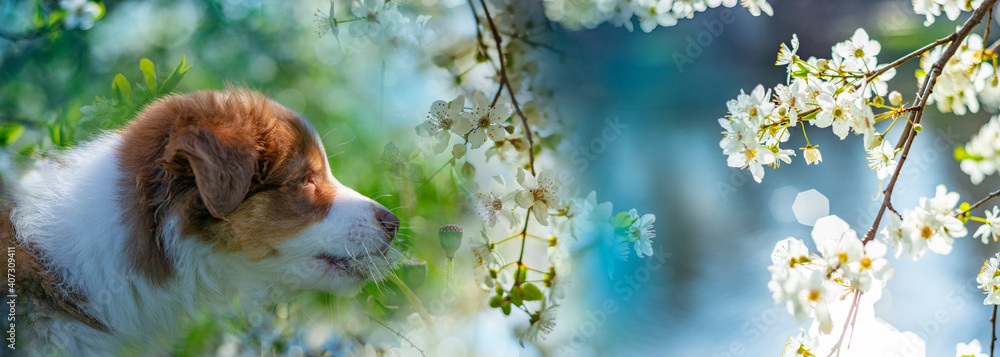 Fototapeta premium puppy of australian shepherd in the garden