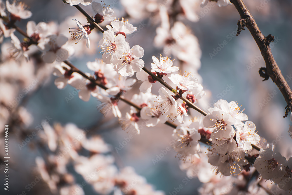 Obraz premium Apricot tree blossoms