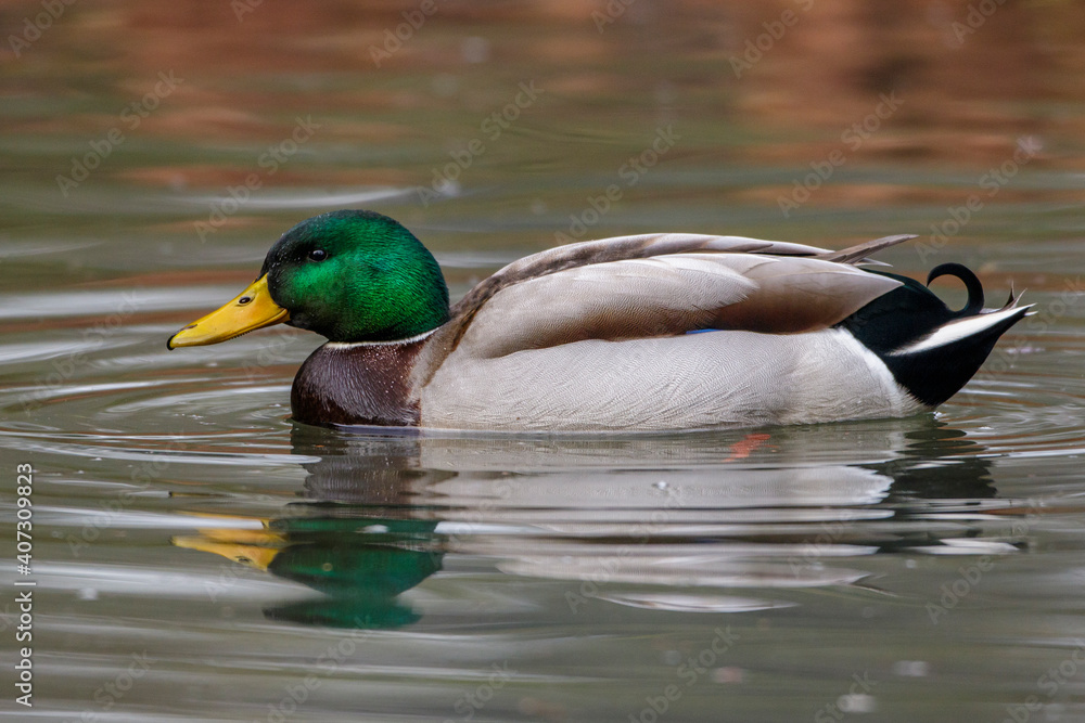 Fototapeta premium Stockente (Anas platyrhynchos) Männchen