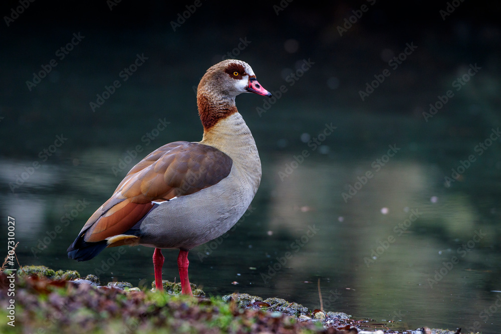 Obraz premium Nilgans (Alopochen aegyptiacus)