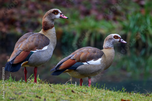 Canvas Print Nilgänse (Alopochen aegyptiacus)
