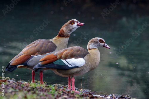 Nilgänse (Alopochen aegyptiacus)