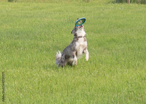 Dog Catching Frisbee Grass
