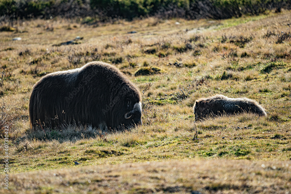 musk ox in norway in dovrefjell relaxing in autumn musk ox in norway in dovrefjell relaxing in autumn