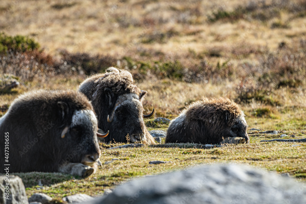 musk ox in norway in dovrefjell relaxing in autumn musk ox in norway in dovrefjell relaxing in autumn