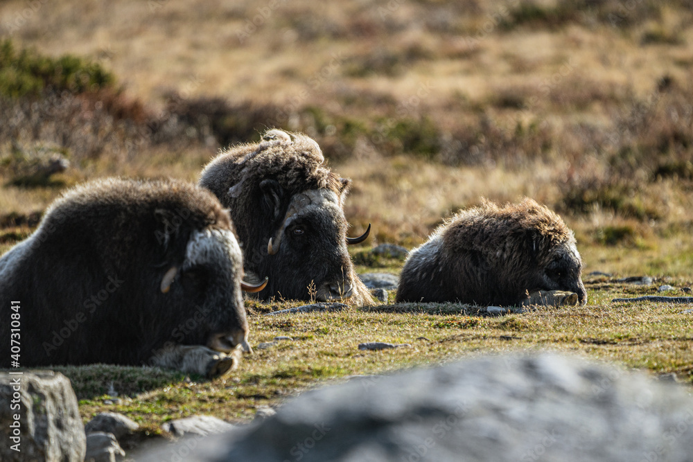 musk ox in norway in dovrefjell relaxing in autumn musk ox in norway in dovrefjell relaxing in autumn