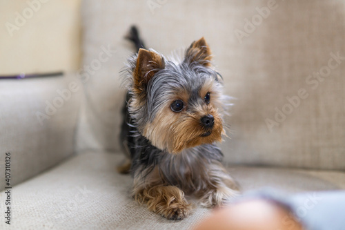 Yorkshire terrier dog on the sofa at home, confinement