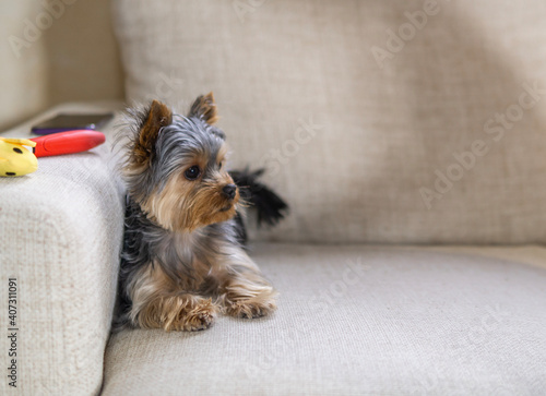 Yorkshire terrier dog on the sofa at home, confinement