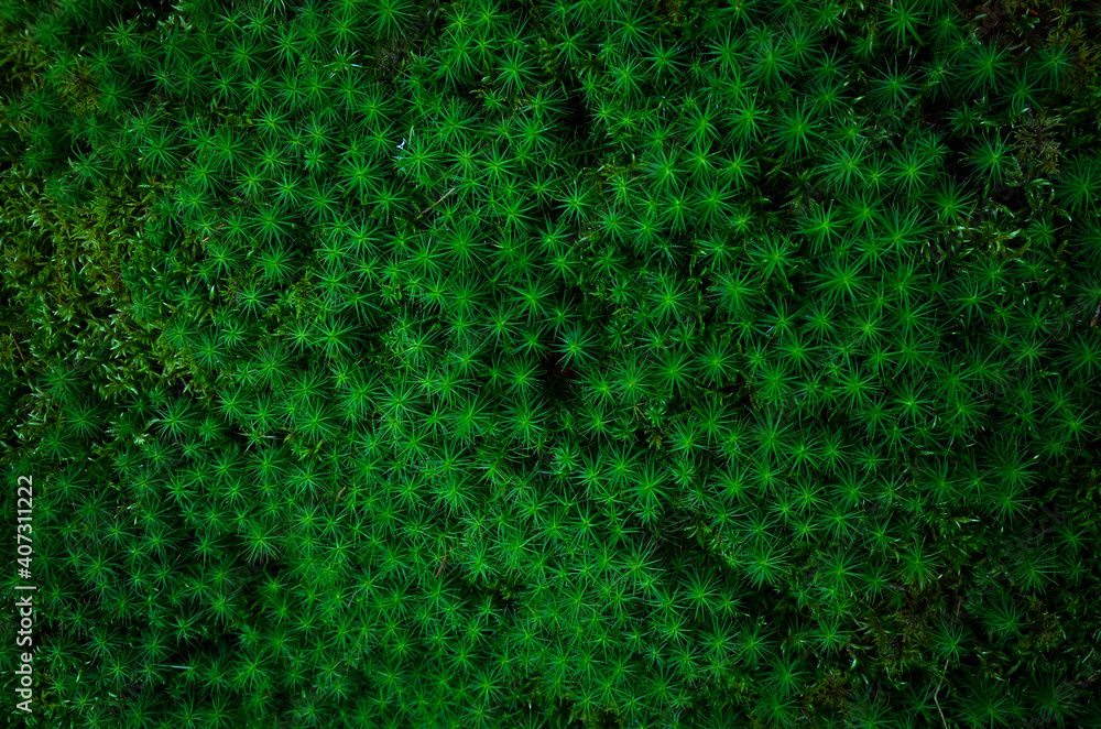 Obraz premium green background