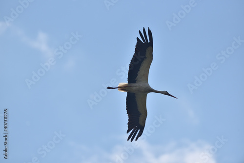 stork in flight on a background of blue sky
